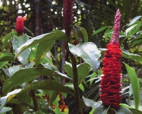 Koni foe piki wiri (Secrets of picking certain herbs)