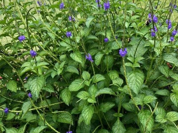 Isrie wirie or iron herb