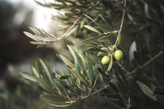Spirituele Marokkaanse olijfolie