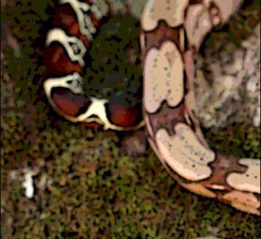 Exploring the symbolic meaning of the snake: how does it resonate with you?  The snake, with its sinuous form, can be both attractive and dangerous, displaying a variety of captivating colours or remaining unadorned. It can inhabit both aquatic and terrestrial environments and even has the ability to traverse both. This creature serves as a symbolic representation for various concepts, including medicine, deceptive practices, allure and more. Moreover, the snake has deep spiritual significance, revolving around the concept of the separation between mind and emotions. This dichotomy is especially emphasised in our modern society, which we face on a daily basis. What spiritual message does the snake have for you? The snake plays a valuable role within the delicate balance of Mother Earth's ecosystem and thrives in environments where many other creatures struggle to adapt and survive. This inherent power of resilience, shared by the snake, is also a reflection of your own potential. Interactions with alien life forms have long intrigued humanity. The exchange of communication between beings from other worlds has aroused both curiosity and speculation.  Speaking in tongues is a form of communication within Christianity in which the speaker utters words or phrases that he himself does not understand. It is believed to be a direct form of language that connects the speaker to the divine realm. A similar concept is also portrayed in the Harry Potter series, where the protagonist, Harry, possesses the ability to understand and communicate with others in a language he does not know.